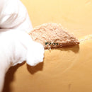 CELINE Macadam Canvas Shoulder Bag PVC Leather Brown Gold Auth 132703-21