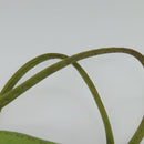 FENDI Tote Bag Leather Green Silver Auth 135199-8