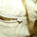 GUCCI Bamboo Hand Bag Suede 2way Light Blue Gold 001 1638 2615 Auth 156879-11