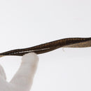 GUCCI GG Supreme Web Sherry Line Bag PVC Beige Gold 89 02 018 Auth 157752-9