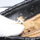 PRADA Chain Shoulder Bag Leather Black Silver Auth 183490-12