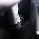 Miu Miu Cat Pattern Clutch Bag Satin Black Silver Auth 205189V-12