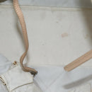 CHANEL Wild Stitch Tote Bag Leather Beige CC Auth 72149-10