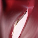 CARTIER Shoulder Bag Leather Red Gold Auth 85833-12