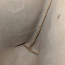 GUCCI GG Plus Supreme Web Sherry Line Tote Bag PVC Beige Gold Auth BA5355-18