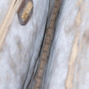 GUCCI Business Bag Leather 2way Brown Auth ep8518-11