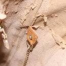 LOUIS VUITTON Monogram Bucket GM Shoulder Bag M42236 LV Auth hk2011-12