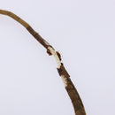 GUCCI GG Plus Supreme Shoulder Bag PVC Beige Auth sw1228-9